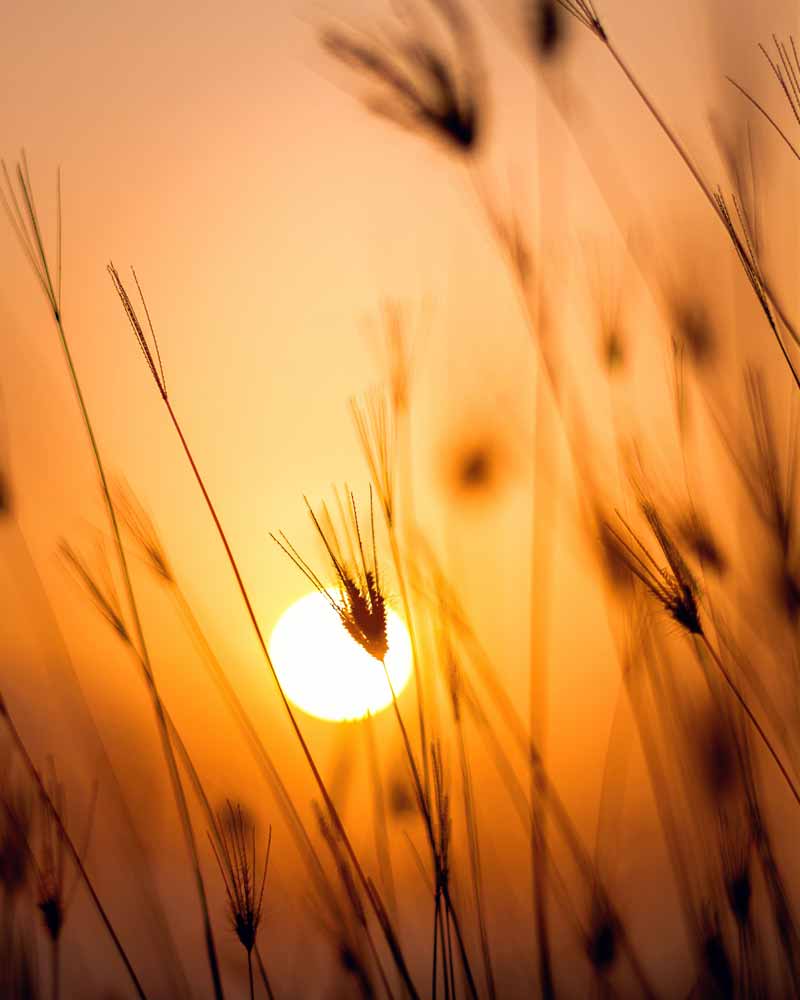 grass in sunset, counseling nashville, tn