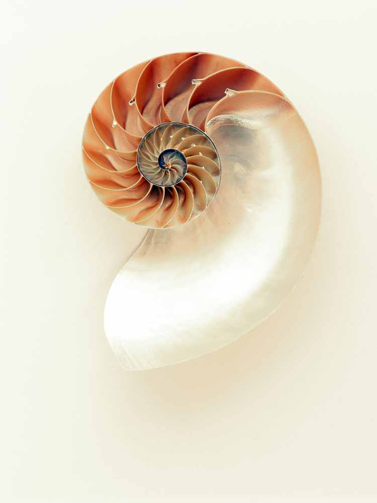 shell spiral, reflections on self, Nashville, tn